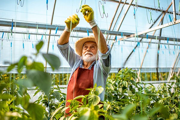 Retired man working in a greenhouse